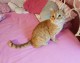 Wer kennt diesen Kater ? Wer kennt diesen Kater ?